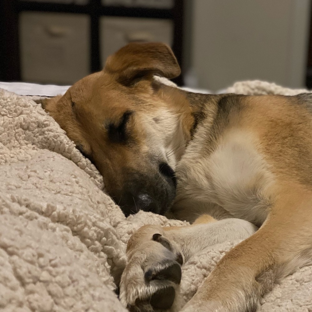 Meet your Posher, Skye